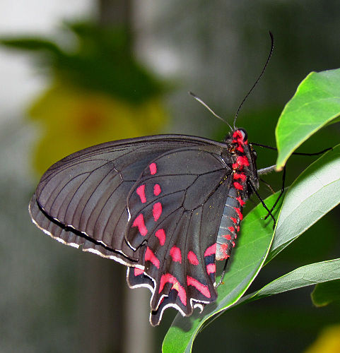 Parides photinus